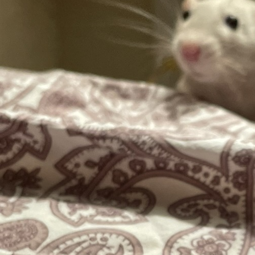 Rat